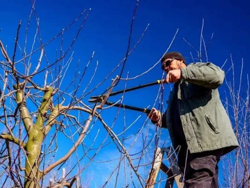 Mañana finaliza la temporada de poda habilitada del arbolado público