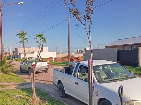 Villa María Más Amigable: el loteo Francisco García incorporó 40 nuevos árboles