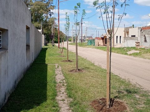 Más Sostenible: el municipio plantó 65 árboles en Campos del Este