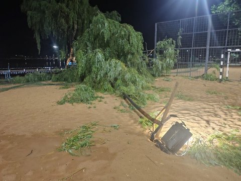 Afectado severamente por la tormenta, la municipalidad retiró un sauce en la costanera
