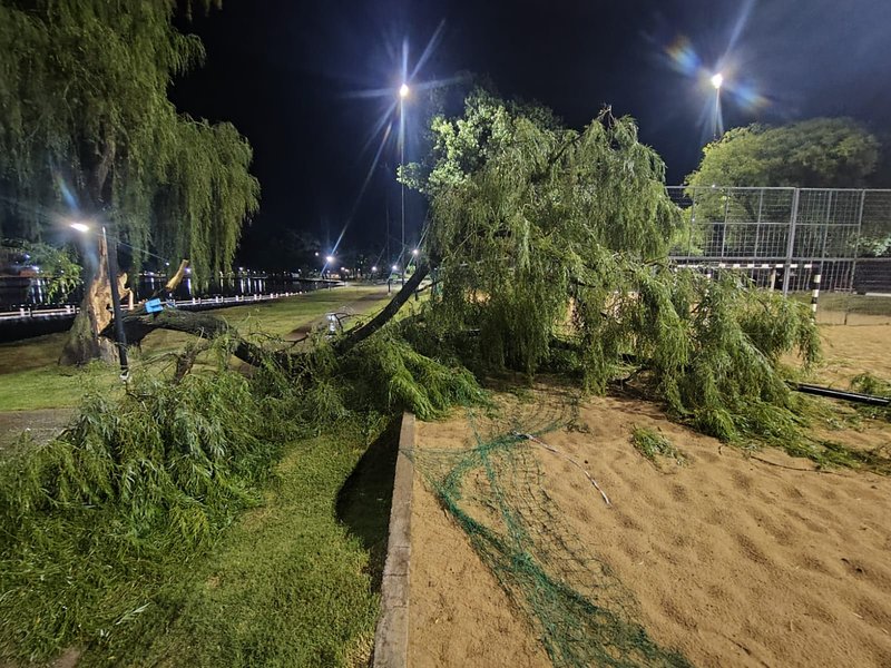 Afectado severamente por la tormenta, la municipalidad retiró un sauce en la costanera