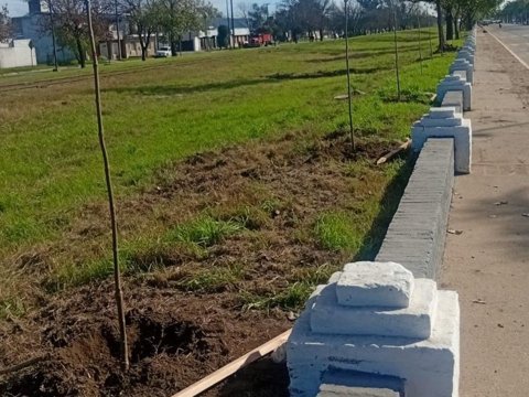 La municipalidad plantó 100 árboles sobre Avenida Larrabure