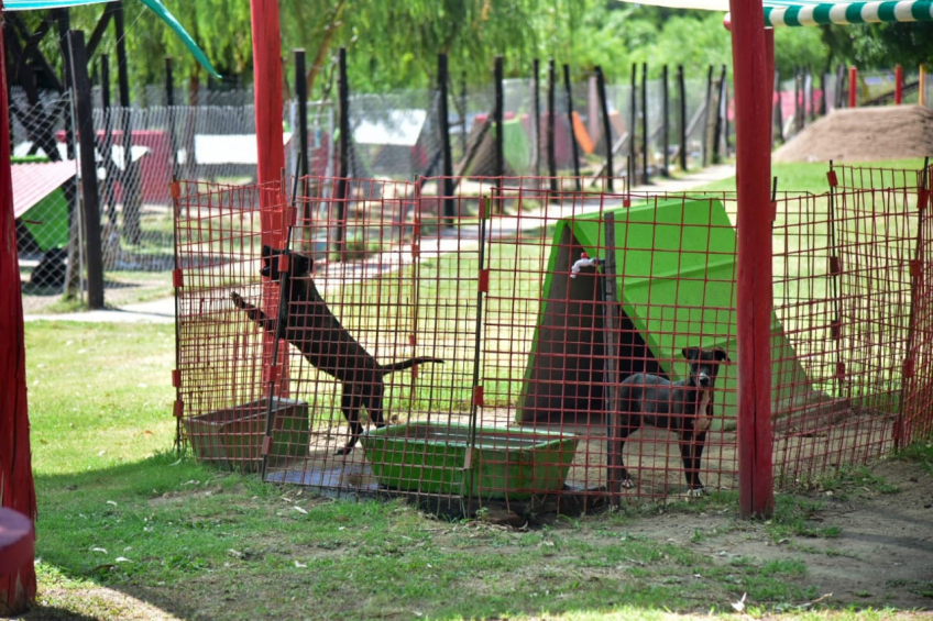Villa María: CAM: Más de 450 animales encontraron una familia en lo que va del año