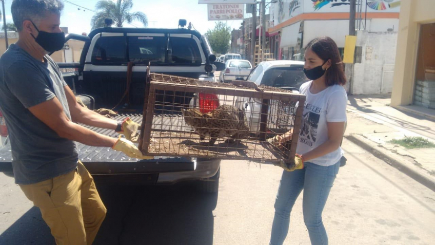 Villa María: La patrulla de Guardianes Ambientales logró el rescate y liberación de un gato montés