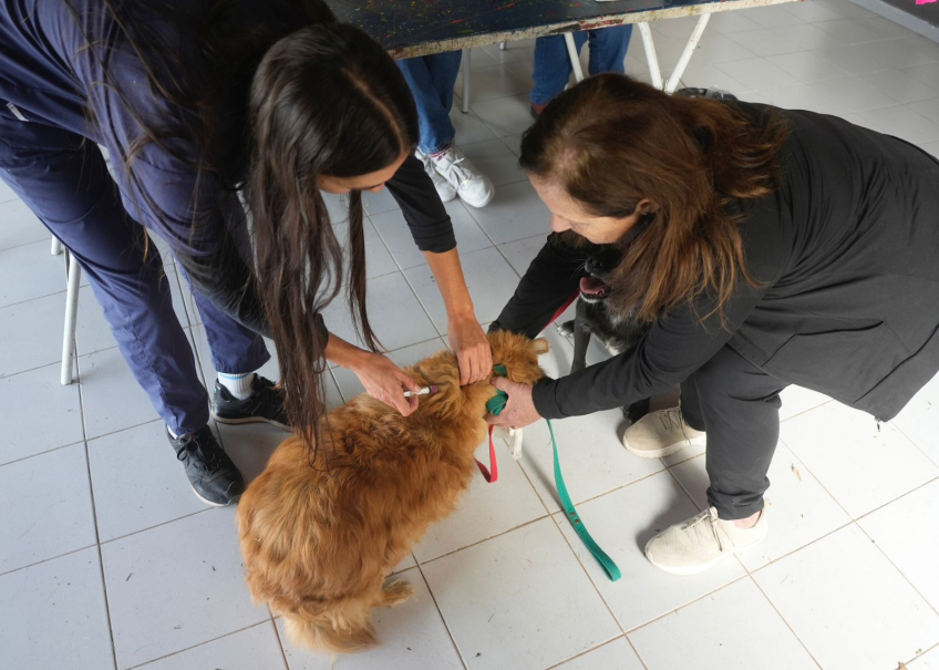 Villa María: El Municipio vacunó 840 mascotas gratuitamente